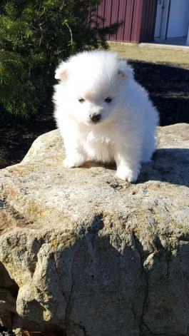 DIXIE- Pom/Terrier puppy for sale in Middleburg PA