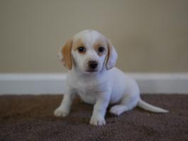 star-jack-russell-beagle-puppy