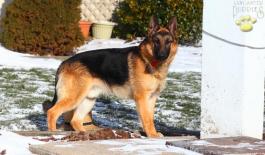 german shepherd dog for sale in pa