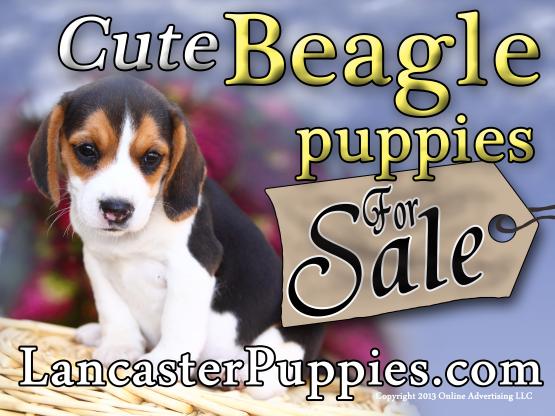 Beagle puppies for sale yard sign