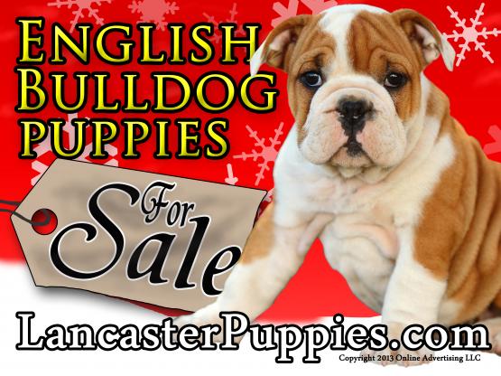Christmas English Bulldog Puppies For Sale