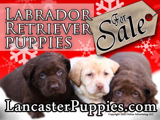 Christmas Labrador Retriever Puppies For Sale