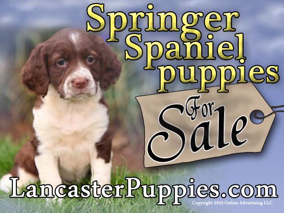 Springer Spaniel Puppies For Sale Yard Sign