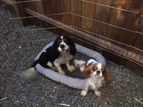 Cavalier King Charles Puppies For Sale Ohio 