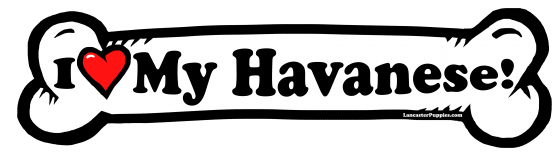 I love my Havanese Dog Bone Sticker Free Shipping