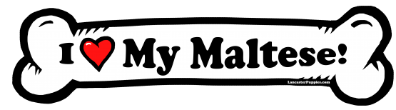 I love my Maltese Dog Bone Sticker Free Shipping
