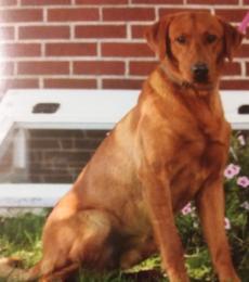 Ace is a purebred redfox Labrador retriever "Akc registered" he is hip certified hip excellent. He was bred for hunting & competition