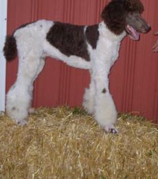 Sam is a standard parti poodle. He is chocolate and cream. He weighs around 70 pounds.