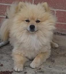Alvins Father is a very fluffy white/tan 11 pound Pomeranian. He is also ideal size. well tempered, raised in good home, playful, healthy purebred.