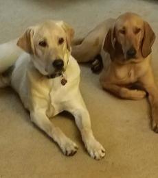 Yellow Labrador Retriever Dad on Left, Redbone Coonhound Mom on Right