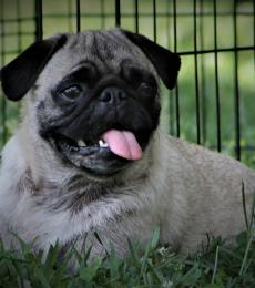 Lucky is Corbin's mom-- she is an ACA registered fawn Pug