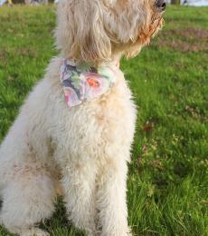 Sophie, the mom is an F1B golden doodle. She weighs around 45 pounds and loves people. She loves car rides, swimming, and playing ball.