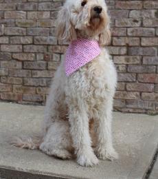 Sophie is the mom. She is an F1B golden doodle and weighs around 45 pounds. She has a very sweet demeanor. She loves to cuddle, loves car rides, and love to swim.