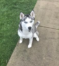 Alvins mother is the perfect size female. She's 39 pounds exactly, blue eyed, well tempered, playful, learns very easily, very healthy purebred dog. 
