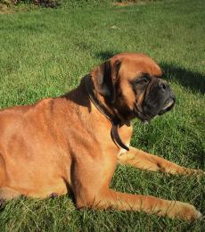 Ginger our third generation boxer She is 50% European with excellent bloodline