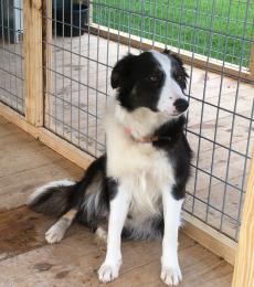 Lassie is very friendly and active dog.