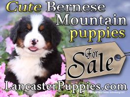 Bernese Mtn Dog Puppies no stakes