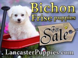 Bichon Puppies For Sale no stakes