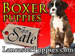 Christmas Boxer Puppies For Sale