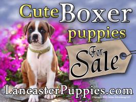 Boxer puppies for sale yard sign