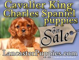 Cavalier King Charles Spaniel Puppies For Sale no stakes