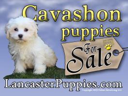 Cavachon Puppies For Sale 
