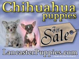 Chihuahua Puppies For Sale Yard Sign