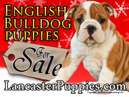 Christmas English Bulldog Puppies For Sale
