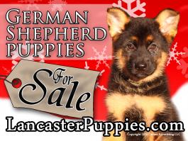 Christmas German Shepherd Puppies For Sale