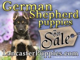 German Shepherd Puppies For Sale Yard Sign