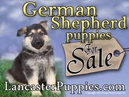 German Shepherd Puppies For Sale 2
