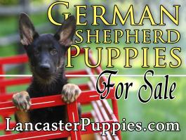 German Shepherd Puppies For Sale 3