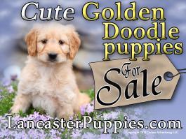 Golden Doodle Puppies For Sale Yard Sign 24" X 18" Free Shipping with stakes
