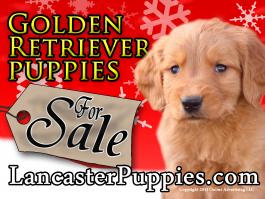 Christmas Golden Retriever Puppies For Sale