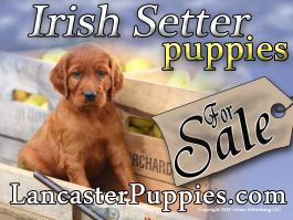 Irish Setter Puppies For Sale Yard Sign