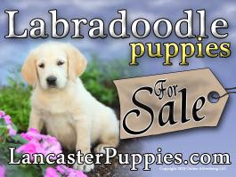 Labradoodle Puppies For Sale Yard Sign