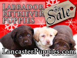 Christmas Labrador Retriever Puppies For Sale