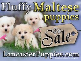 Maltese Puppies For Sale Yard Sign
