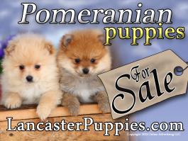 Pomeranian Puppies For Sale Yard Sign