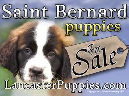 Saint Bernard Puppies For Sale Yard Sign