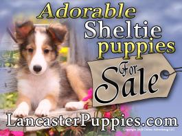 Sheltie Puppies For Sale