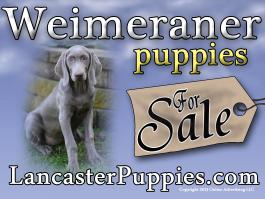Weimeraner Puppies For Sale Yard Sign