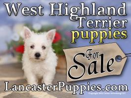 Westhighland White Terrier Puppies For Sale Yard Sign
