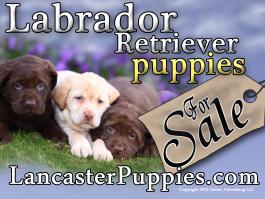 Blk, Chock.,and Yellow Labrador Retriever Puppies For Sale Yard Sign 24" X 18" Free Shipping With Out Stakes