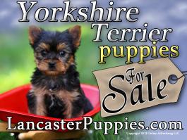 Yorkshire Terrier Puppies For Sale Yard Sign