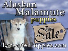 Alaskan Malamute Yard Sign 24" x18" full color Free Shipping