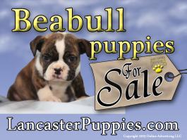 Beabull puppies for sale yard sign no stakes