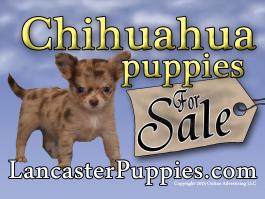 Chihuahua Puppies For Sale # 2