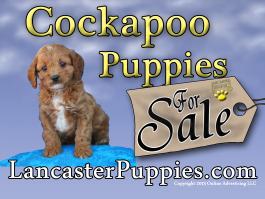 Cockapoo Puppies For Sale 