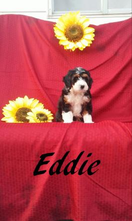 Eddie-Mini Bernedoodle-front view